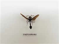 藏品(蘭嶼虎蜾蠃)的圖片